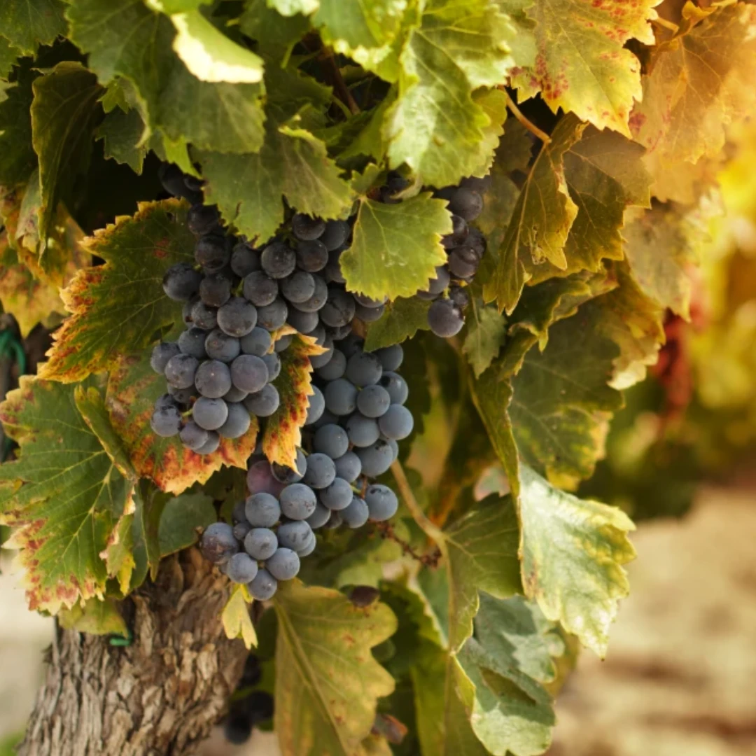 Bild - Weingut Plettenberg - Shopify